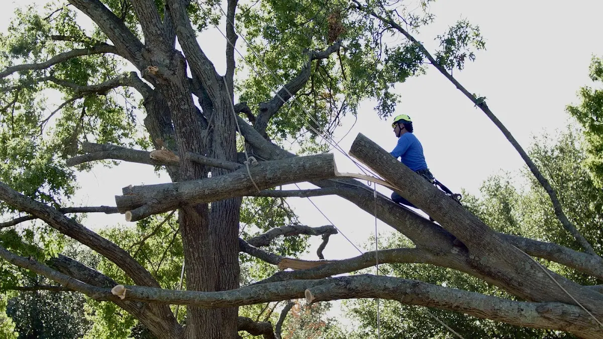 Professional Crown Thinning performed by certified arborists in Chancellor